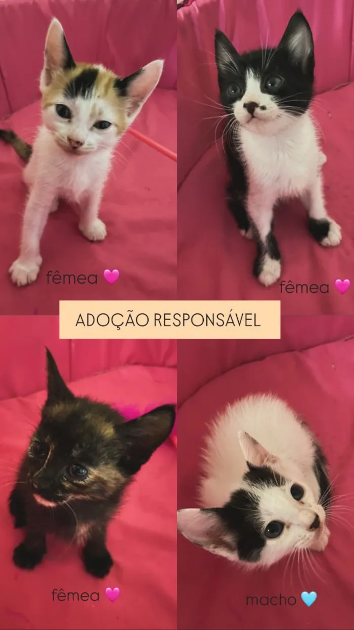 Gato raça SRD-ViraLata idade 2 a 6 meses nome lulu, Paty, Osvaldo e batman