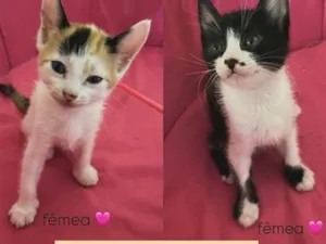 Gato raça SRD-ViraLata idade 2 a 6 meses nome lulu, Paty, Osvaldo e batman