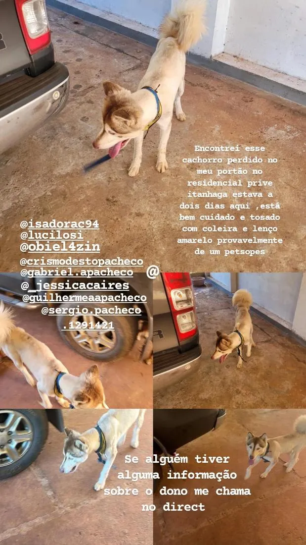 Cachorro raça SRD-ViraLata idade 2 a 6 meses nome não sei