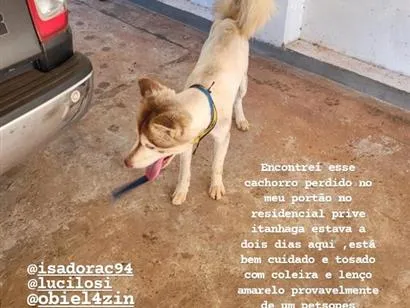 Cachorro raça SRD-ViraLata idade 2 a 6 meses nome não sei