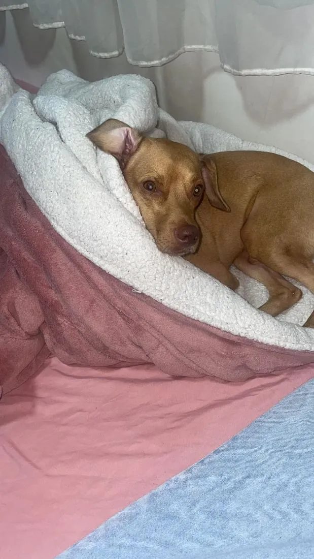 Cachorro raça SRD-ViraLata idade 5 anos nome Lucky