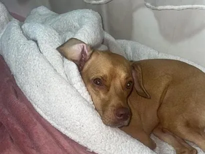 Cachorro raça SRD-ViraLata idade 5 anos nome Lucky