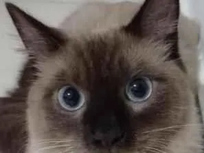 Gato raça Siamês idade 6 ou mais anos nome Tonny