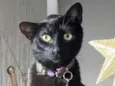 Jade