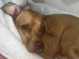 Cachorro raça SRD-ViraLata idade 5 anos nome Lucky