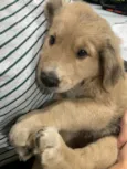 bolinha 