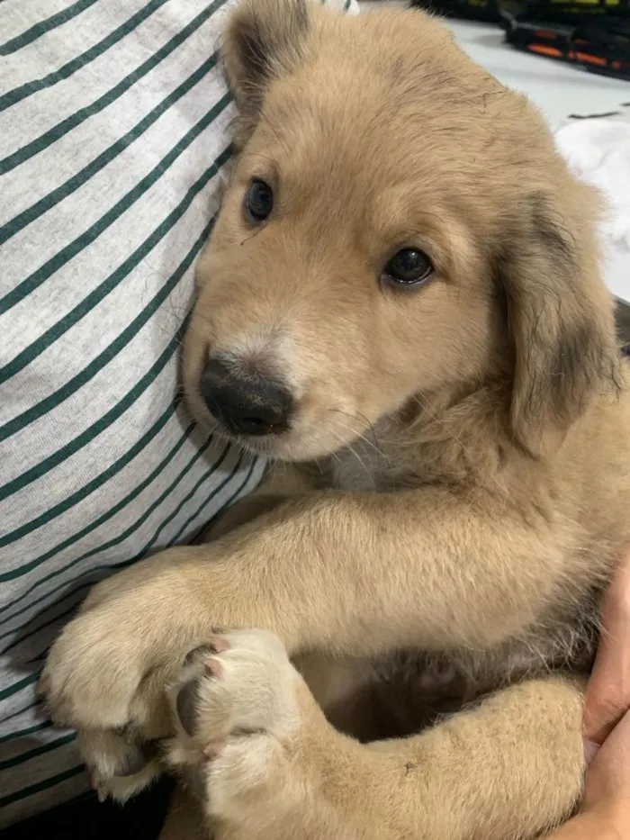 Cachorro raça SRD-ViraLata idade Abaixo de 2 meses nome bolinha 