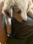 bolinha 