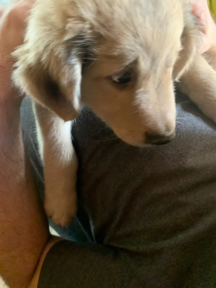 Cachorro raça SRD-ViraLata idade Abaixo de 2 meses nome bolinha 
