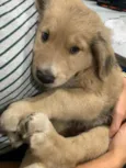 bolinha 