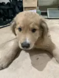 bolinha 