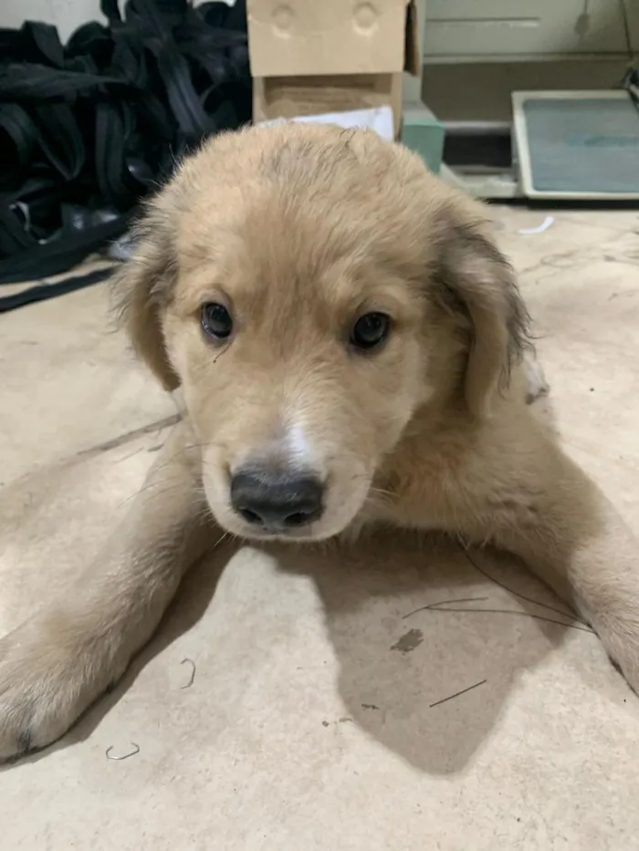Cachorro raça SRD-ViraLata idade Abaixo de 2 meses nome bolinha 