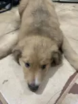 bolinha 