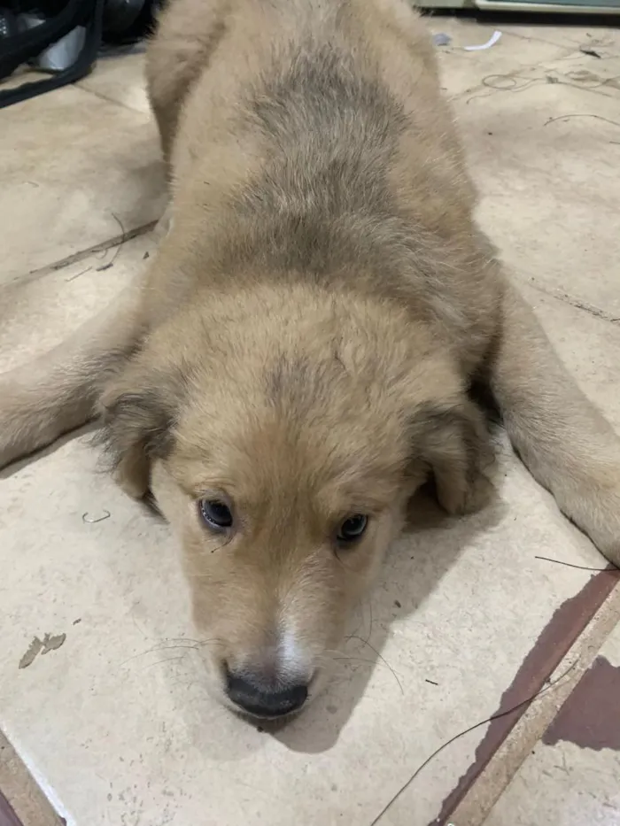 Cachorro raça SRD-ViraLata idade Abaixo de 2 meses nome bolinha 