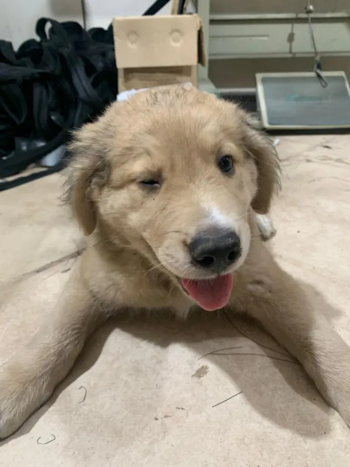 Cachorro raça SRD-ViraLata idade Abaixo de 2 meses nome bolinha 