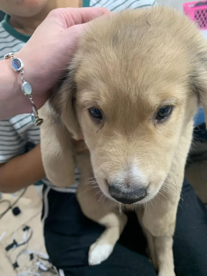 Cachorro raça SRD-ViraLata idade Abaixo de 2 meses nome bolinha 