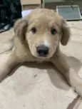 bolinha 
