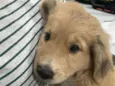 bolinha 