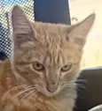 Emilio 