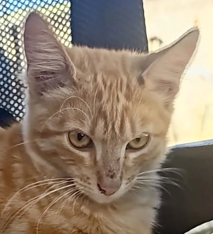 Gato raça SRD-ViraLata idade 2 a 6 meses nome Emilio 