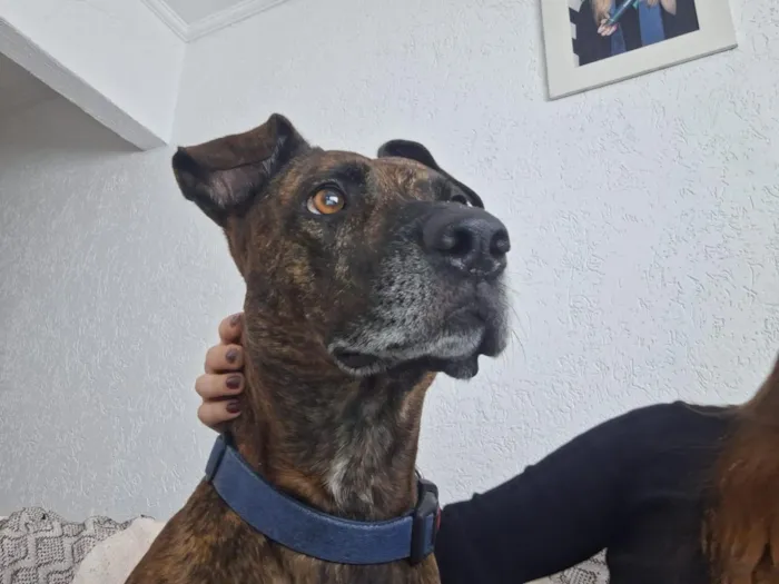 Cachorro raça SRD-ViraLata idade 4 anos nome Manteiga