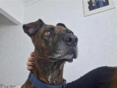 Cachorro raça SRD-ViraLata idade 4 anos nome Manteiga