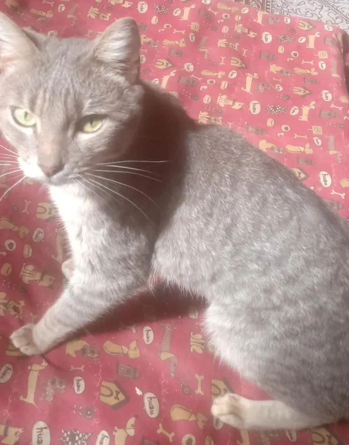 Gato raça SRD-ViraLata idade 3 anos nome cinzinha