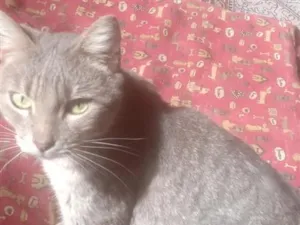 Gato raça SRD-ViraLata idade 3 anos nome cinzinha