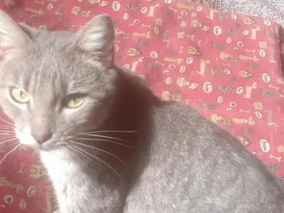 Gato raça SRD-ViraLata idade 3 anos nome cinzinha