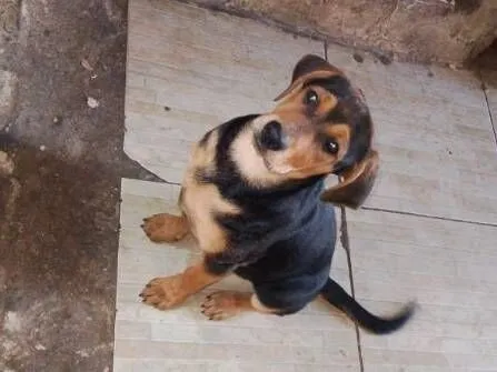 Cachorro raça Labrador idade 2 a 6 meses nome Lua