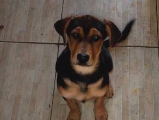 Cachorro raça Labrador idade 2 a 6 meses nome Lua