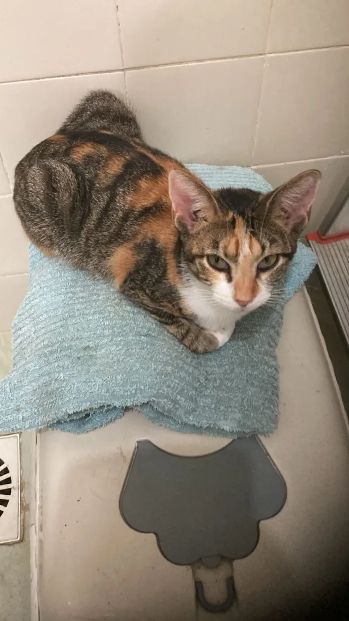 Gato raça SRD-ViraLata idade 7 a 11 meses nome Jolie