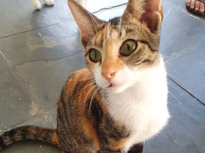 Gato raça SRD-ViraLata idade 7 a 11 meses nome Jolie