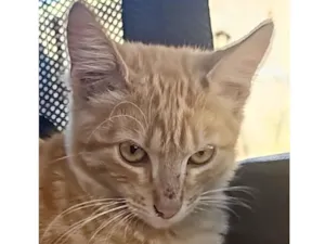 Gato raça SRD-ViraLata idade 2 a 6 meses nome Emilio 