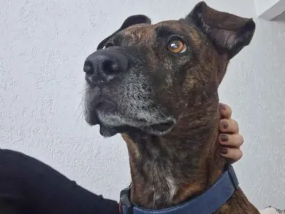 Cachorro raça SRD-ViraLata idade 4 anos nome Manteiga