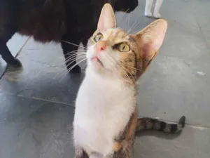 Gato raça SRD-ViraLata idade 7 a 11 meses nome Jolie