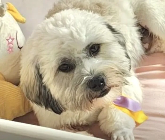 Cachorro raça Shitzu idade 7 a 11 meses nome Billy 