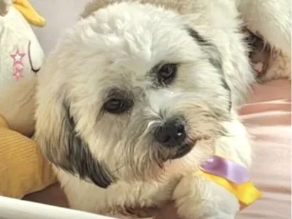 Cachorro raça Shitzu idade 7 a 11 meses nome Billy 