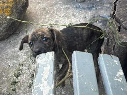 Cachorro raça SRD-ViraLata idade 2 a 6 meses nome Pandora