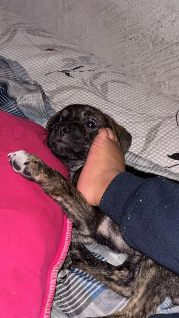 Cachorro raça SRD-ViraLata idade 2 a 6 meses nome Pandora
