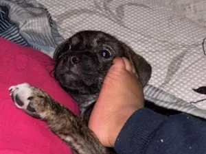 Cachorro raça SRD-ViraLata idade 2 a 6 meses nome Pandora