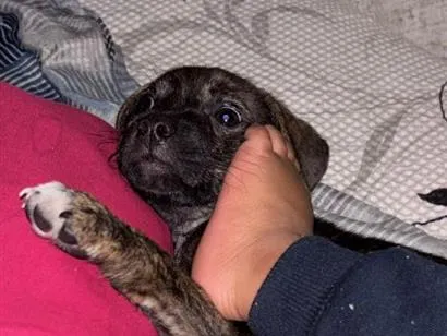 Cachorro raça SRD-ViraLata idade 2 a 6 meses nome Pandora