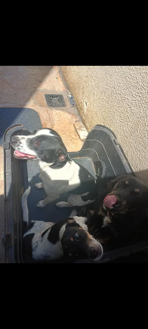 Cachorro raça SRD-ViraLata idade 1 ano nome Thanos, Maya, Odara 