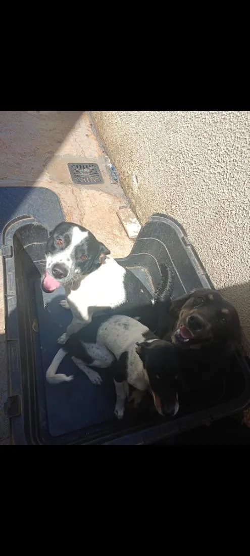 Cachorro raça SRD-ViraLata idade 1 ano nome Thanos, Maya, Odara 