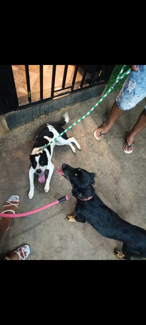 Cachorro raça SRD-ViraLata idade 1 ano nome Thanos, Maya, Odara 