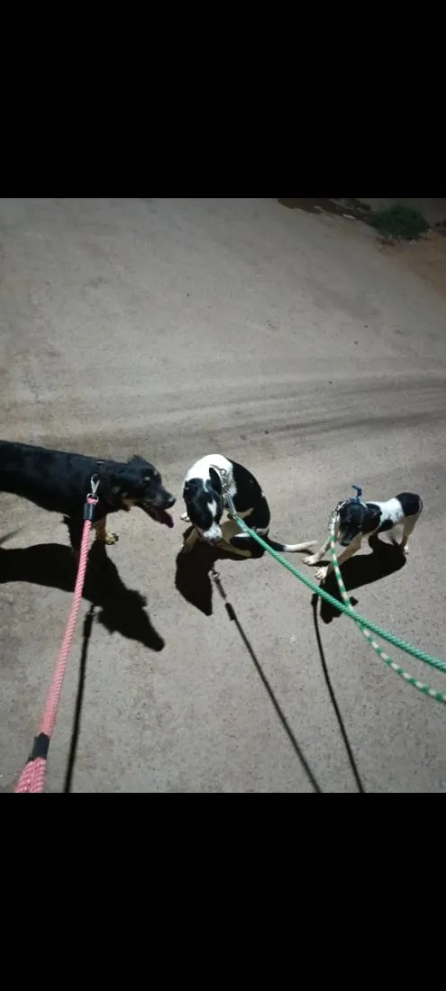 Cachorro raça SRD-ViraLata idade 1 ano nome Thanos, Maya, Odara 