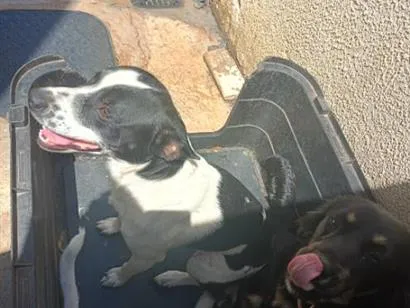 Cachorro raça SRD-ViraLata idade 1 ano nome Thanos, Maya, Odara 