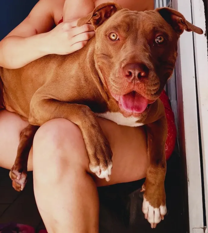 Cachorro raça Pit-Bull idade 4 anos nome Zeus