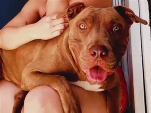 Cachorro raça Pit-Bull idade 4 anos nome Zeus