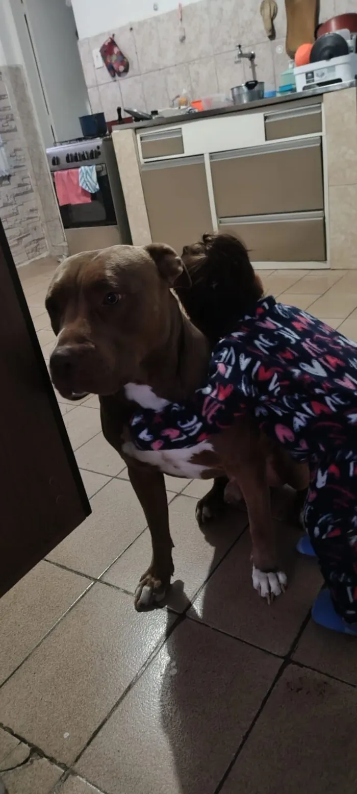 Cachorro raça Pit-Bull idade 4 anos nome Zeus